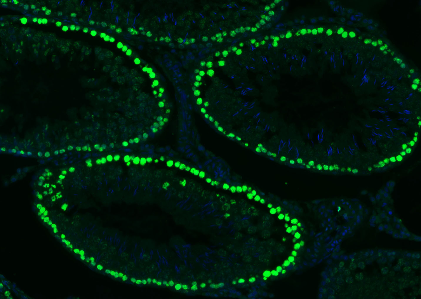 组蛋白H3(核内参)单克隆抗体-bsm-33042M
