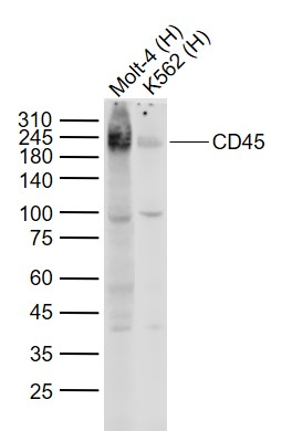 CD45 Mouse mAb (一抗) - WB,Flow-Cyt | Bioss