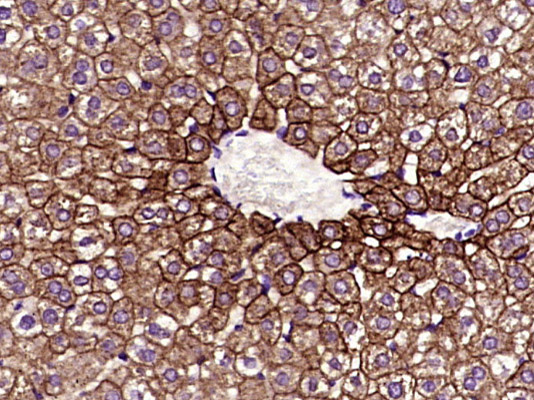 细胞角蛋白8单克隆抗体-bsm-33061M