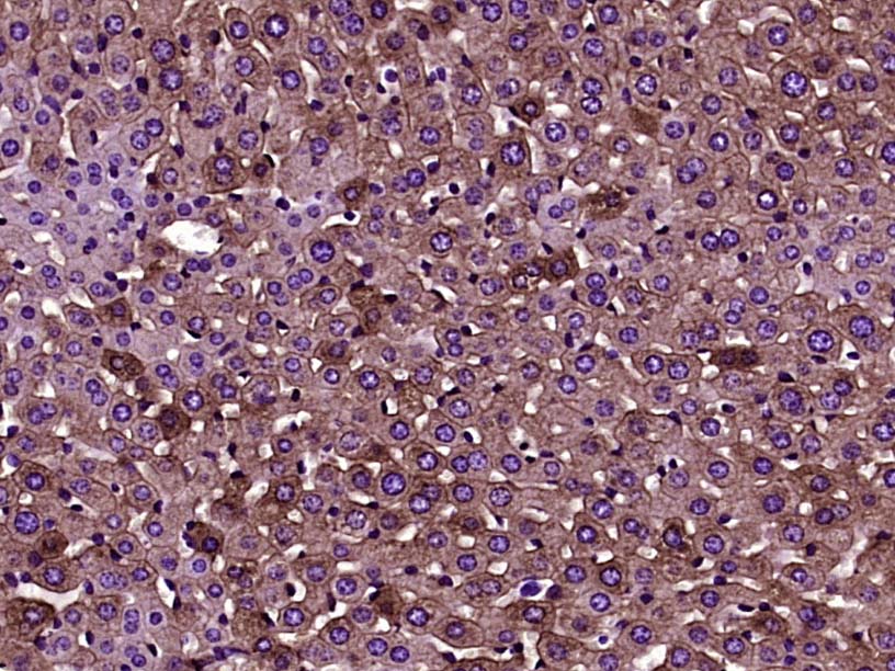 细胞角蛋白8单克隆抗体-bsm-33061M