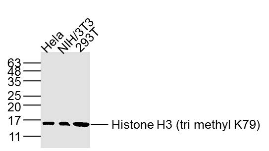 Histone H3 (tri methyl K79) Mouse mAb (一抗) | Bioss