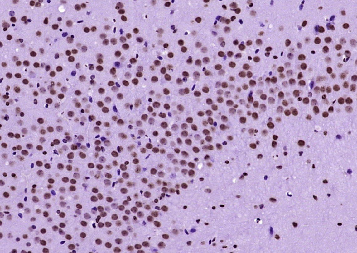 甲基化组蛋白H3(Tri methyl K79)单克隆抗体-bsm-33098M