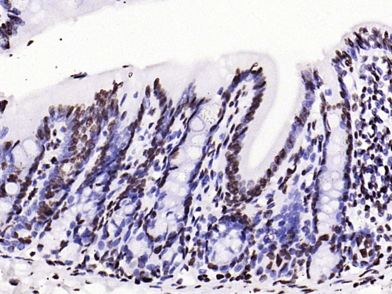 甲基化组蛋白H3(Tri methyl K79)单克隆抗体-bsm-33098M