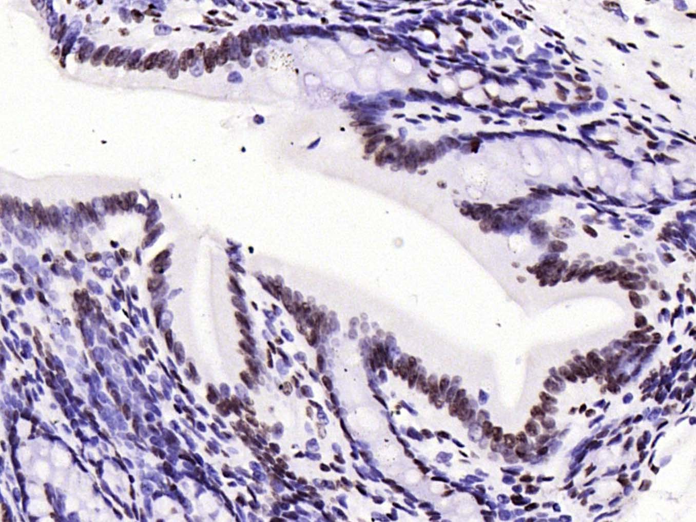 甲基化组蛋白H3(Tri methyl K79)单克隆抗体-bsm-33098M