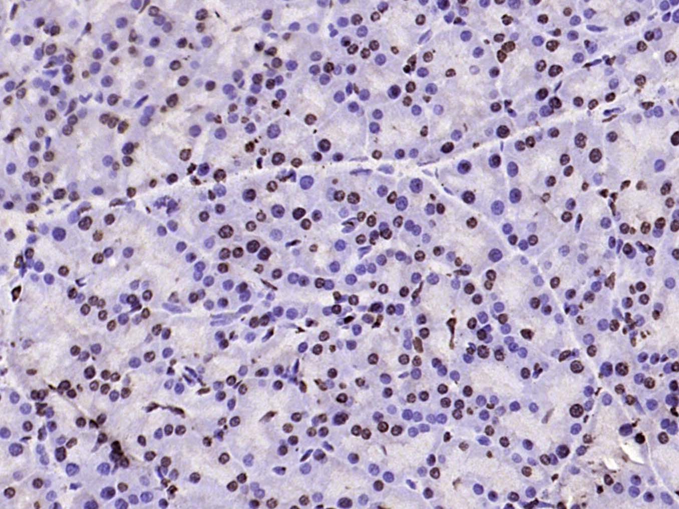 甲基化组蛋白H3(Tri methyl K79)单克隆抗体-bsm-33098M