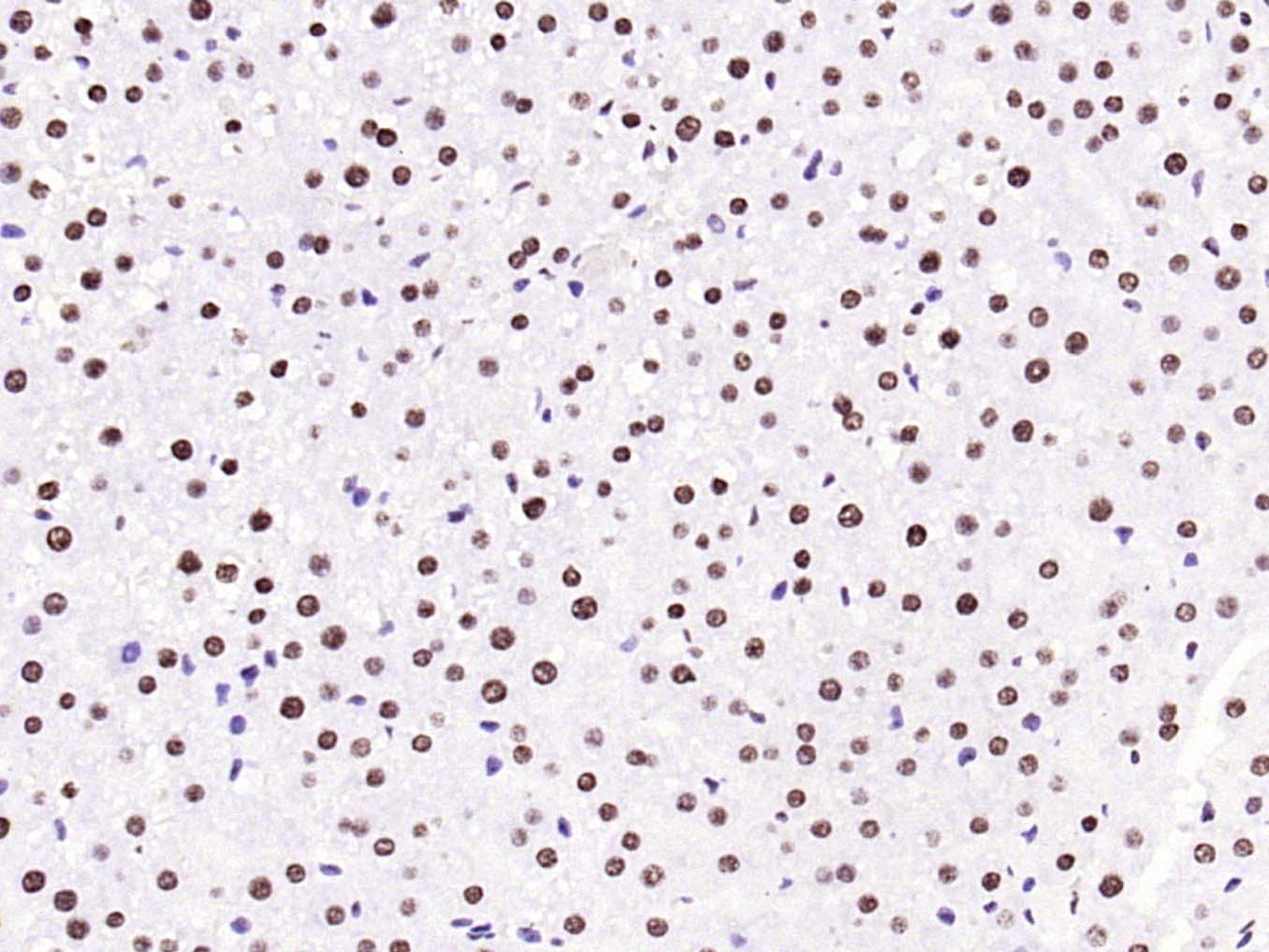 甲基化组蛋白H3(Tri methyl K79)单克隆抗体-bsm-33098M