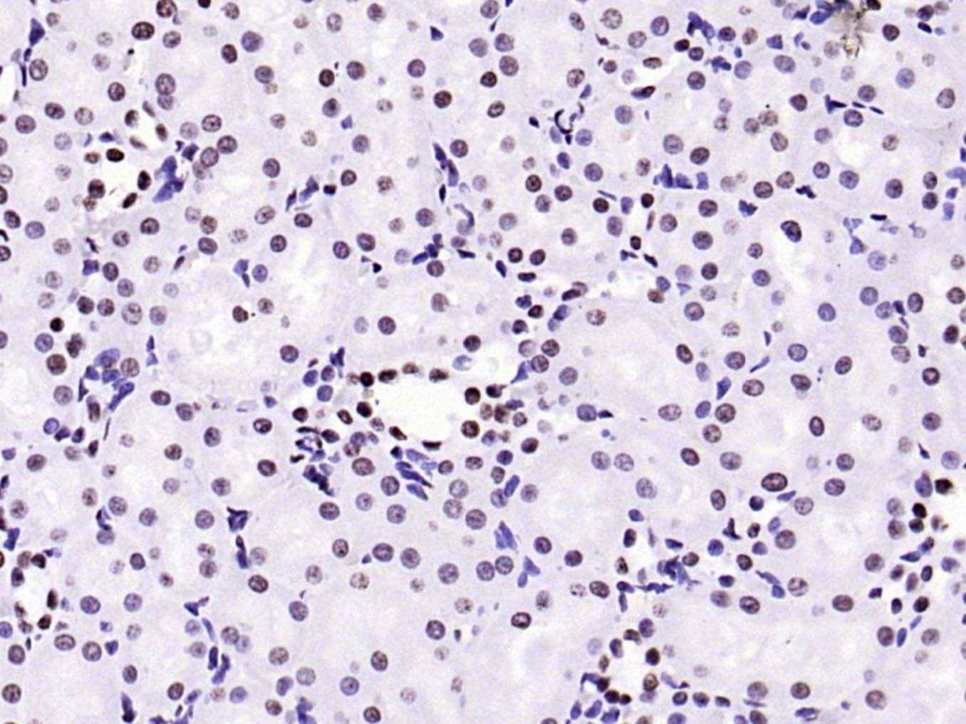 甲基化组蛋白H3(Tri methyl K79)单克隆抗体-bsm-33098M