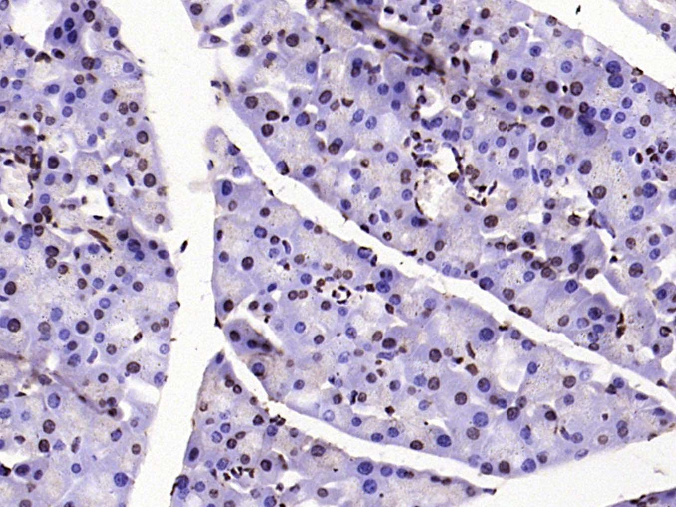甲基化组蛋白H3(Tri methyl K79)单克隆抗体-bsm-33098M