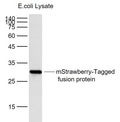 mStrawberry Mouse mAb (一抗) - WB,IHC-P,IHC-F,IF,Flow-Cyt,ICC/IF,ELISA,IP | Bioss