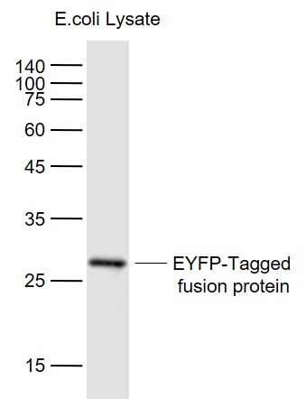 EYFP Mouse mAb (一抗) - WB,IHC-P,IHC-F,IF,Flow-Cyt,ICC/IF,ELISA,IP | Bioss
