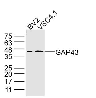 GAP43 Mouse mAb (一抗) - WB,IHC-P,IHC-F,IF,ICC/IF | Bioss