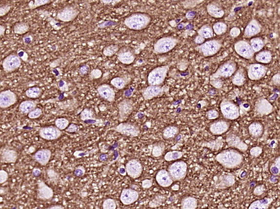 神经生长相关蛋白43单克隆抗体-bsm-33192M