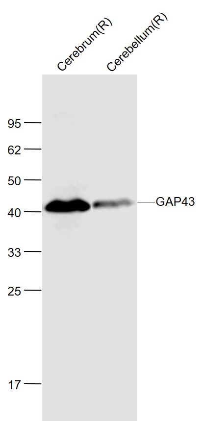 神经生长相关蛋白43单克隆抗体-bsm-33192M