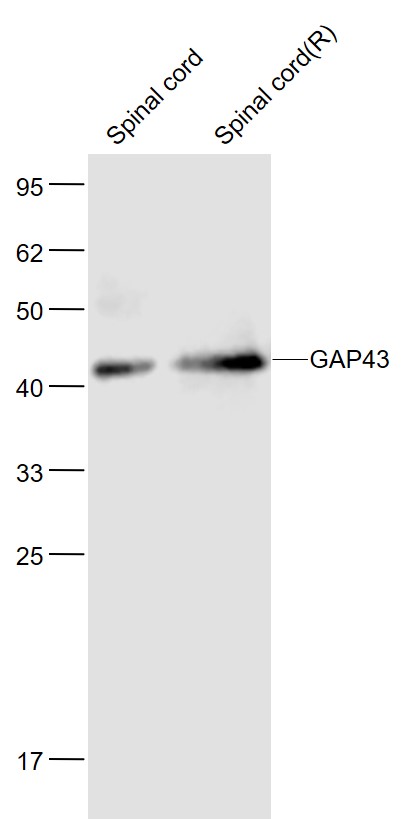 神经生长相关蛋白43单克隆抗体-bsm-33192M
