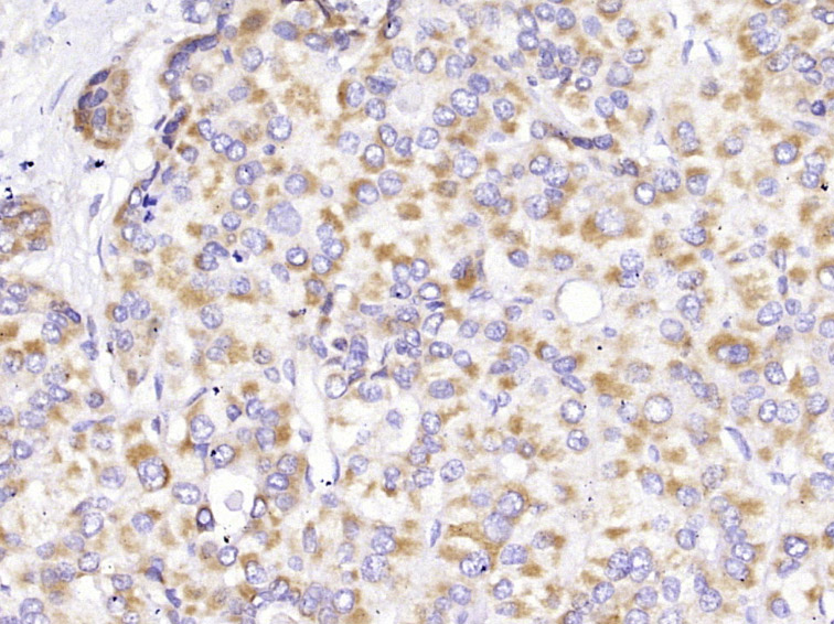 细胞色素C单克隆抗体-bsm-33193M