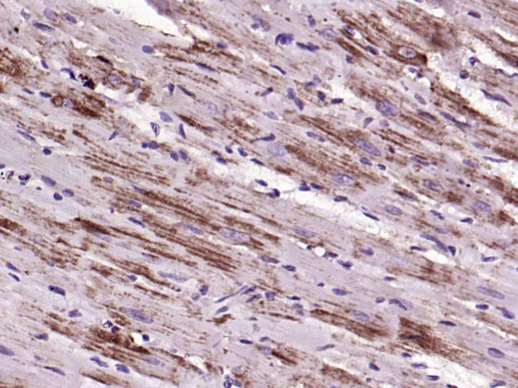 细胞色素C单克隆抗体-bsm-33193M