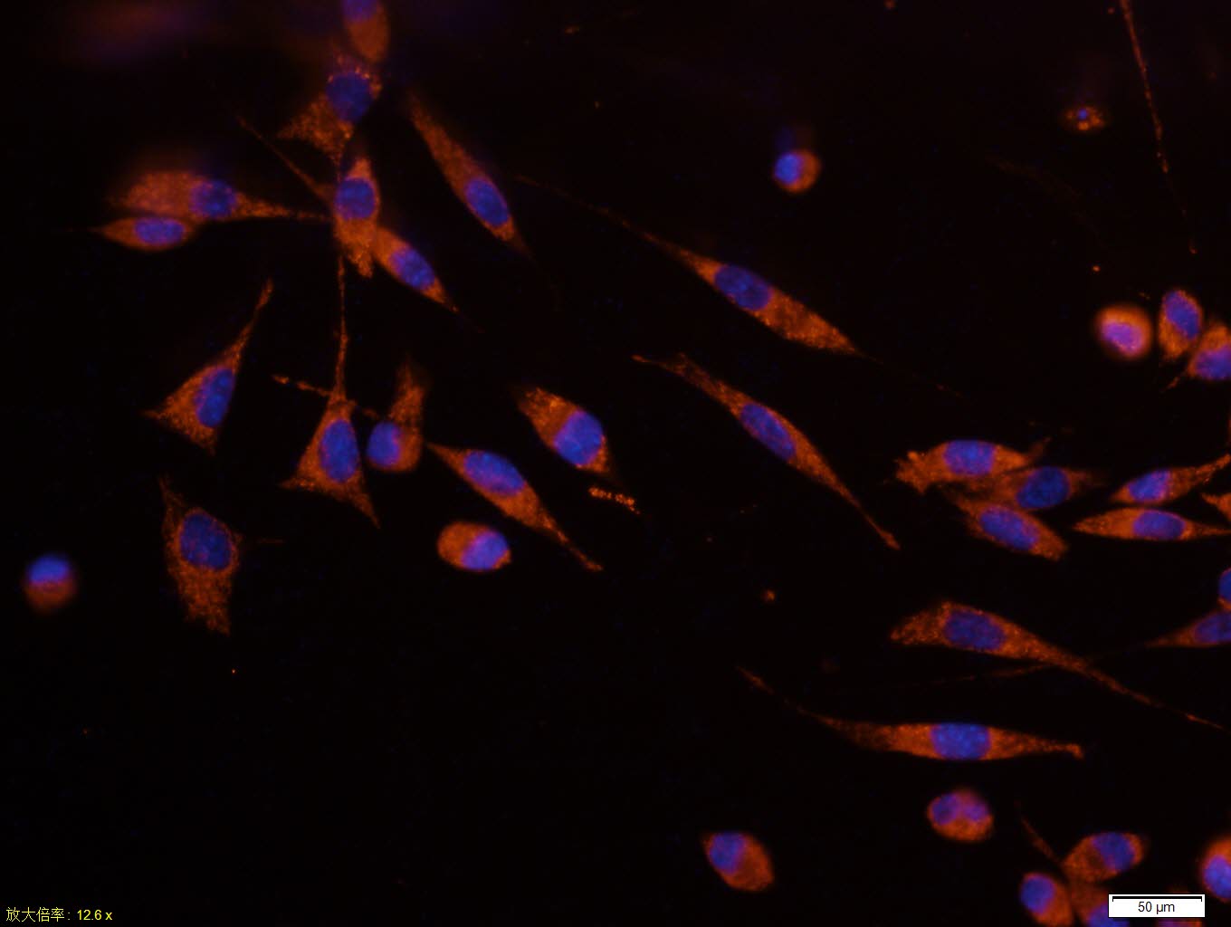 细胞色素C单克隆抗体-bsm-33193M