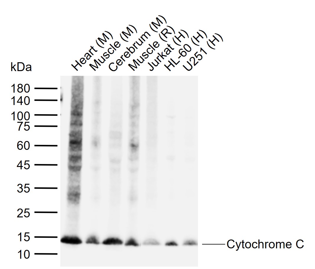 细胞色素C单克隆抗体-bsm-33193M