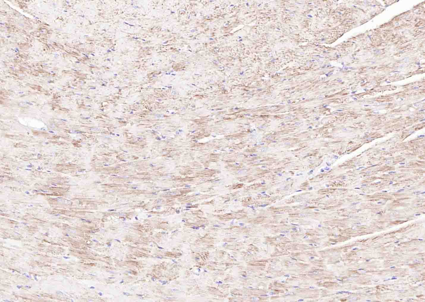 细胞色素C单克隆抗体-bsm-33193M