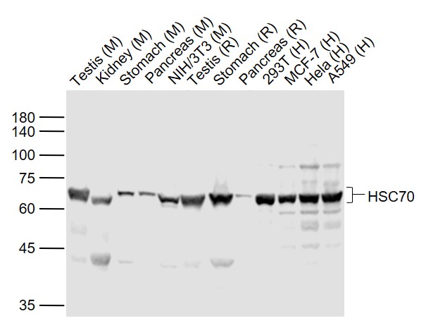 HSC70 Mouse mAb (一抗) | Bioss