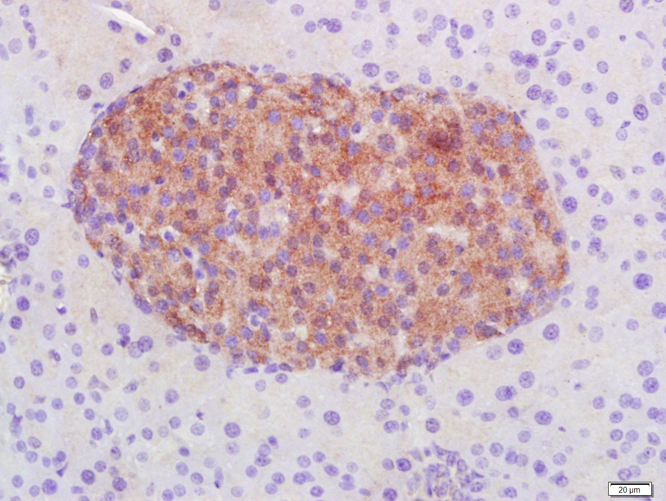 信号转导和转录激活因子3单克隆抗体-bsm-33218M