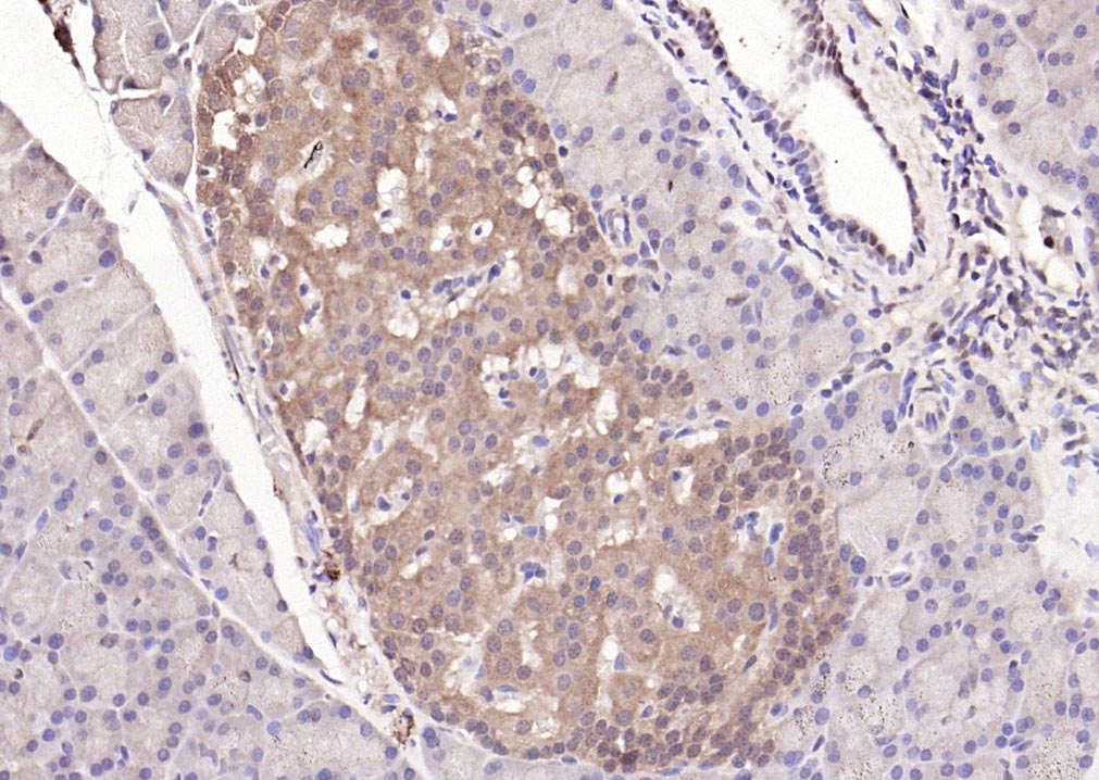 信号转导和转录激活因子3单克隆抗体-bsm-33218M