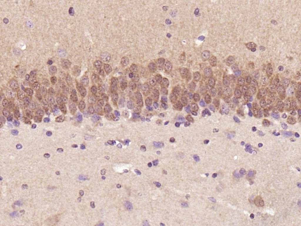 丝裂原活化蛋白激酶1/2单克隆抗体-bsm-33232M