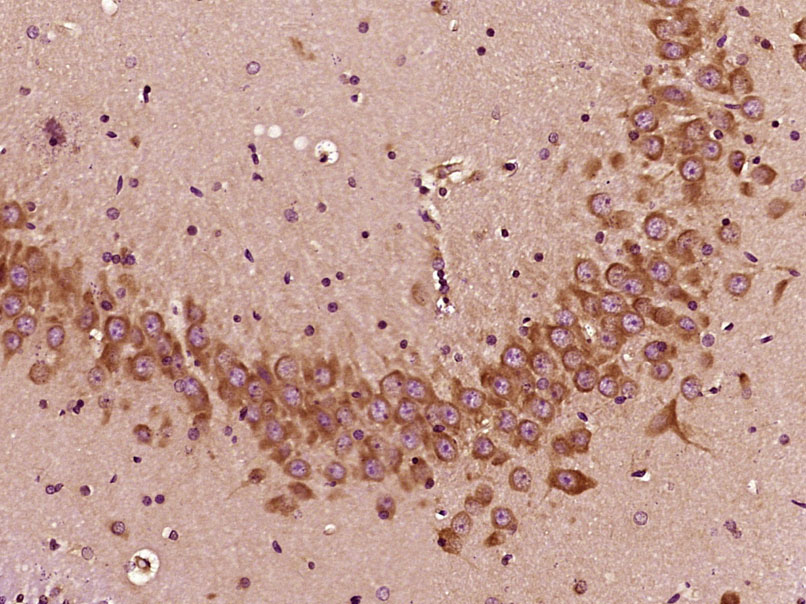 微管蛋白γ单克隆抗体-bsm-33313M