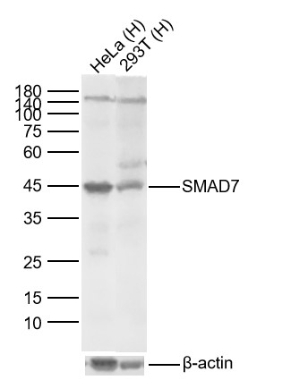 SMAD7 Mouse mAb (一抗) - WB | Bioss