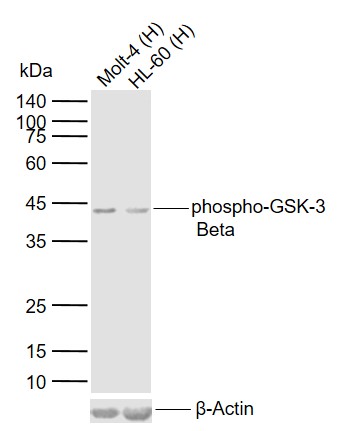 phospho-GSK-3 Beta (Ser9) Mouse mAb (一抗) | Bioss
