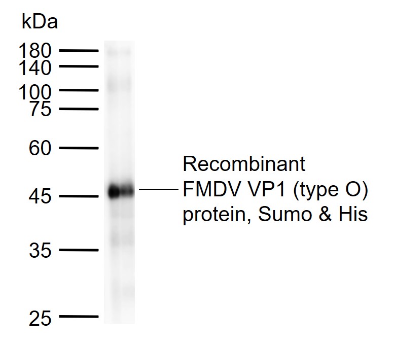 口蹄疫病毒O型VP1单克隆抗体