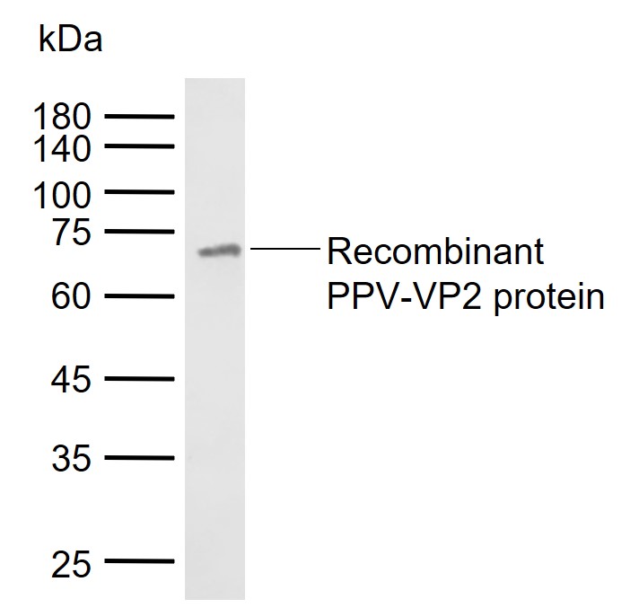 猪细小病毒VP2蛋白抗体