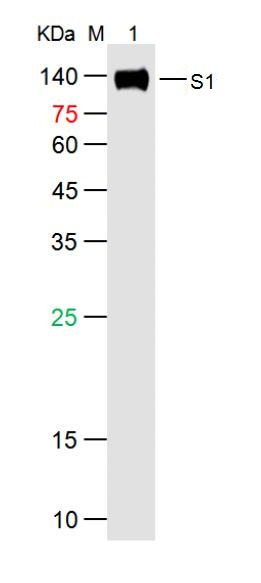 SARS-CoV-2 (2019-nCoV) Spike S1