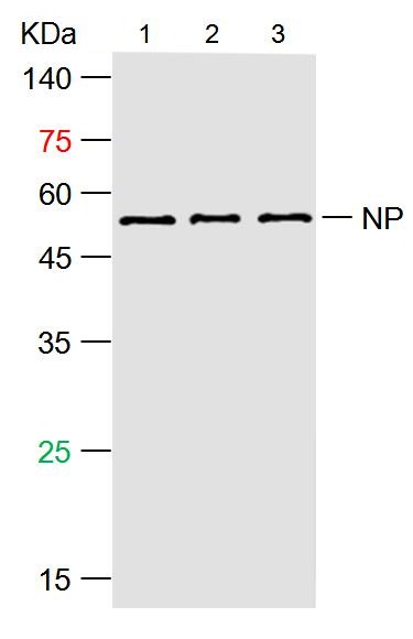 SARS-CoV-2 (2019-nCoV) Nucleocapsid, WT & Ormicron Recognized