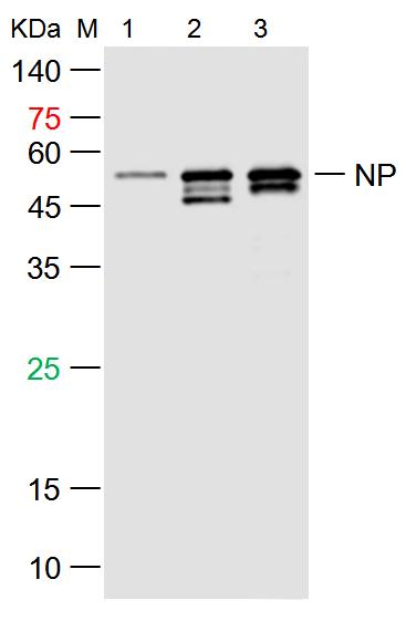 SARS-CoV-2 (2019-nCoV) Nucleocapsid, WT & Ormicron Recognized