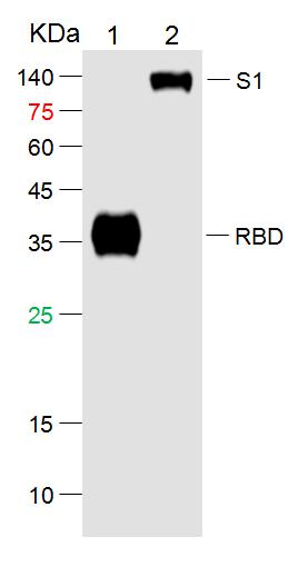 SARS-CoV-2 (2019-nCoV) Spike RBD