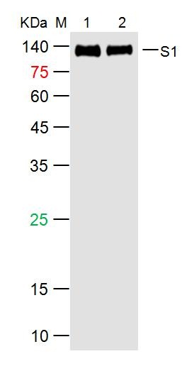 SARS-CoV-2 (2019-nCoV) Spike S1