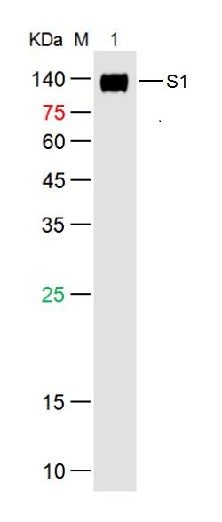 SARS-CoV-2 (2019-nCoV) Spike S1