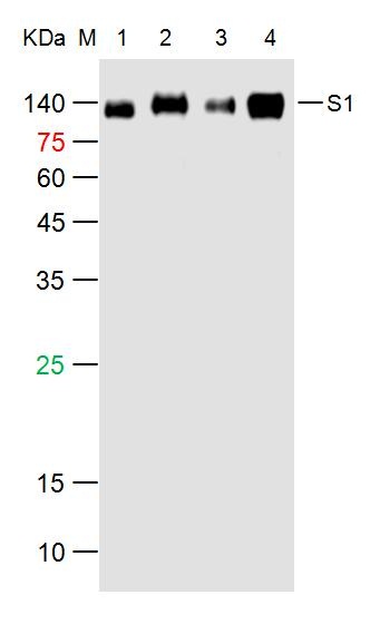 SARS-CoV-2 (2019-nCoV) Spike S1