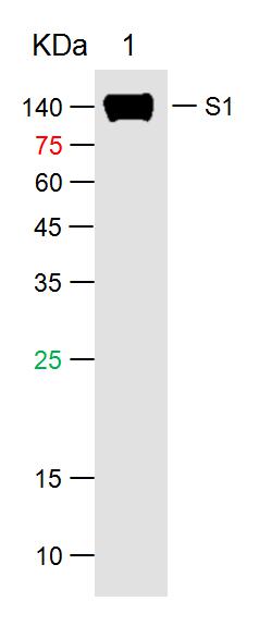 SARS-CoV-2 (2019-nCoV) Spike S1