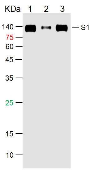 SARS-CoV-2 (2019-nCoV) Spike S1