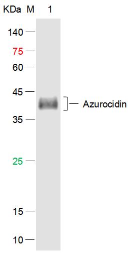 Azurocidin/HBP Mouse mAb (一抗) - WB,IHC-P,IHC-F,IF,ELISA | Bioss