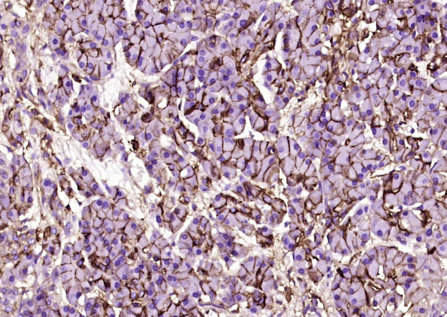 CD44单克隆抗体-bsm-51065M