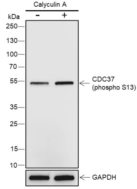 Hsp90辅助伴侣分子CDC37重组兔单抗-bsm-52137R