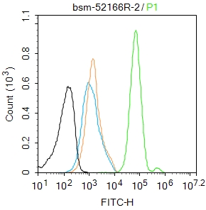 磷酸化热休克因子1重组兔单抗