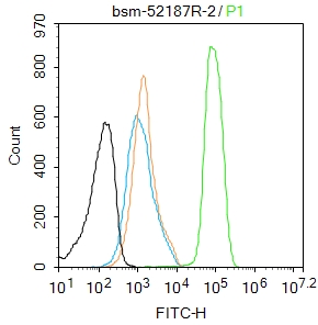 磷酸化蛋白激酶C α/β2重组兔单抗