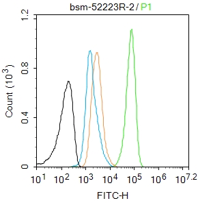 细胞信号转导分子Smad-2重组兔单抗