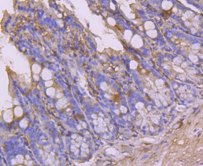 生物钟基因hClock重组兔单抗