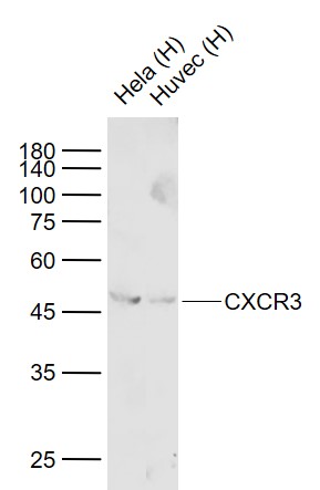 CXCR3 Recombinant Rabbit mAb (一抗) - WB,ICC/IF | Bioss