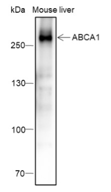 ABCA1 Recombinant Mouse mAb (一抗) | Bioss